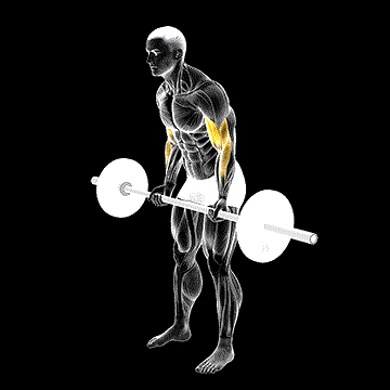 Cheat Curl demonstration