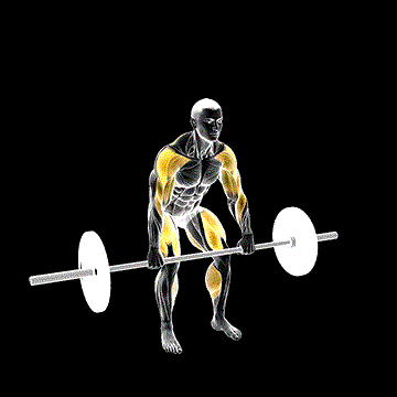 Barbell Hang Power Clean demonstration