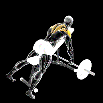 Barbell Incline Rear Delt Row demonstration