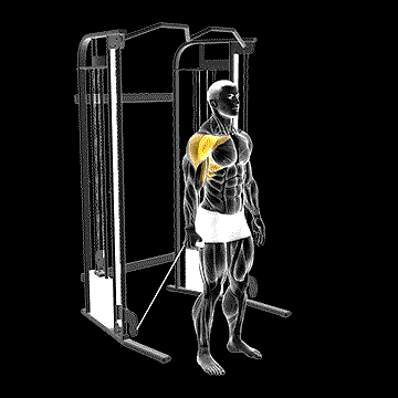 Cable One-Arm Neutral Grip Front Raise demonstration