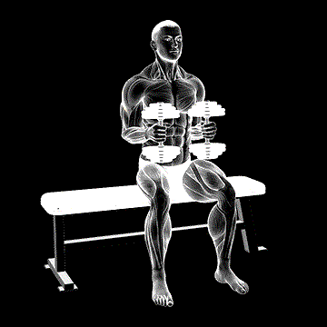 Dumbbell Seated External Rotation demonstration