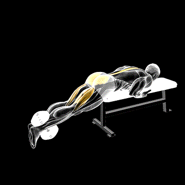Dumbbell Reverse Hyperextension on Bench demonstration