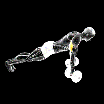Dumbbell Reverse Push-Up demonstration