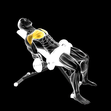 Dumbbell Incline Low Fly demonstration