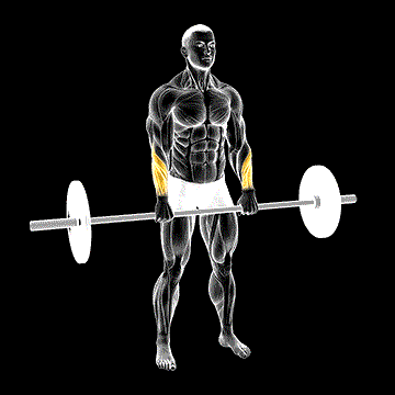 Barbell Standing Wrist Reverse Curl demonstration
