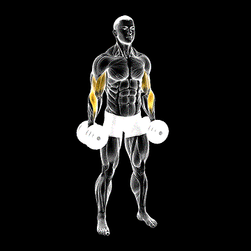 Dumbbell Standing Alternate Reverse Curl demonstration
