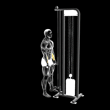 Cable Standing Wrist Curl demonstration