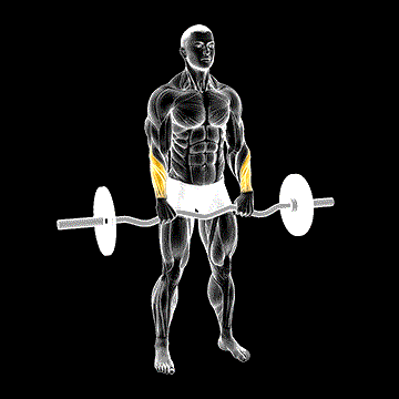 EZ Barbell Standing Wrist Reverse Curl demonstration