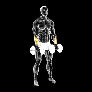 Dumbbell Standing Wrist Reverse Curl demonstration