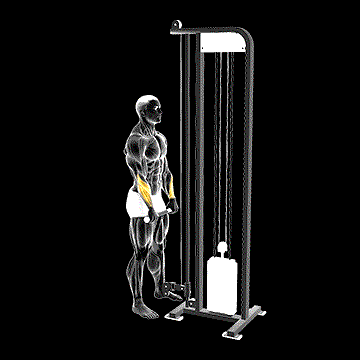 Cable Standing Wrist Reverse Curl demonstration