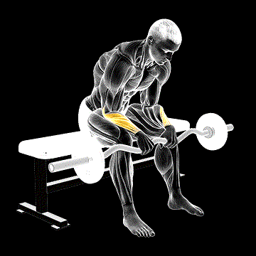 EZ Bar Seated Wrist Reverse Curl demonstration