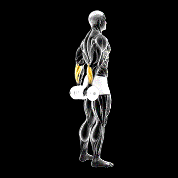 Dumbbell Standing Back Wrist Curl demonstration