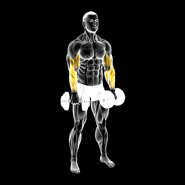 Dumbbell Standing Reverse Curl Rotate demonstration