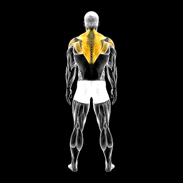 Standing Scapular Rotation demonstration