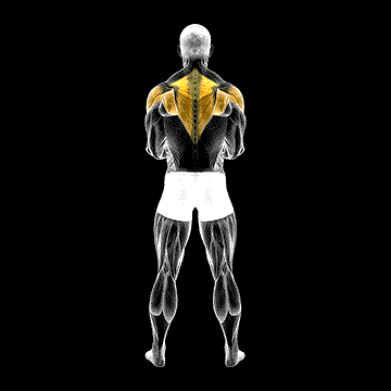 Dumbbell Standing Scapular External Rotation demonstration