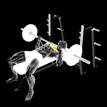 Barbell Banded Bench Press demonstration