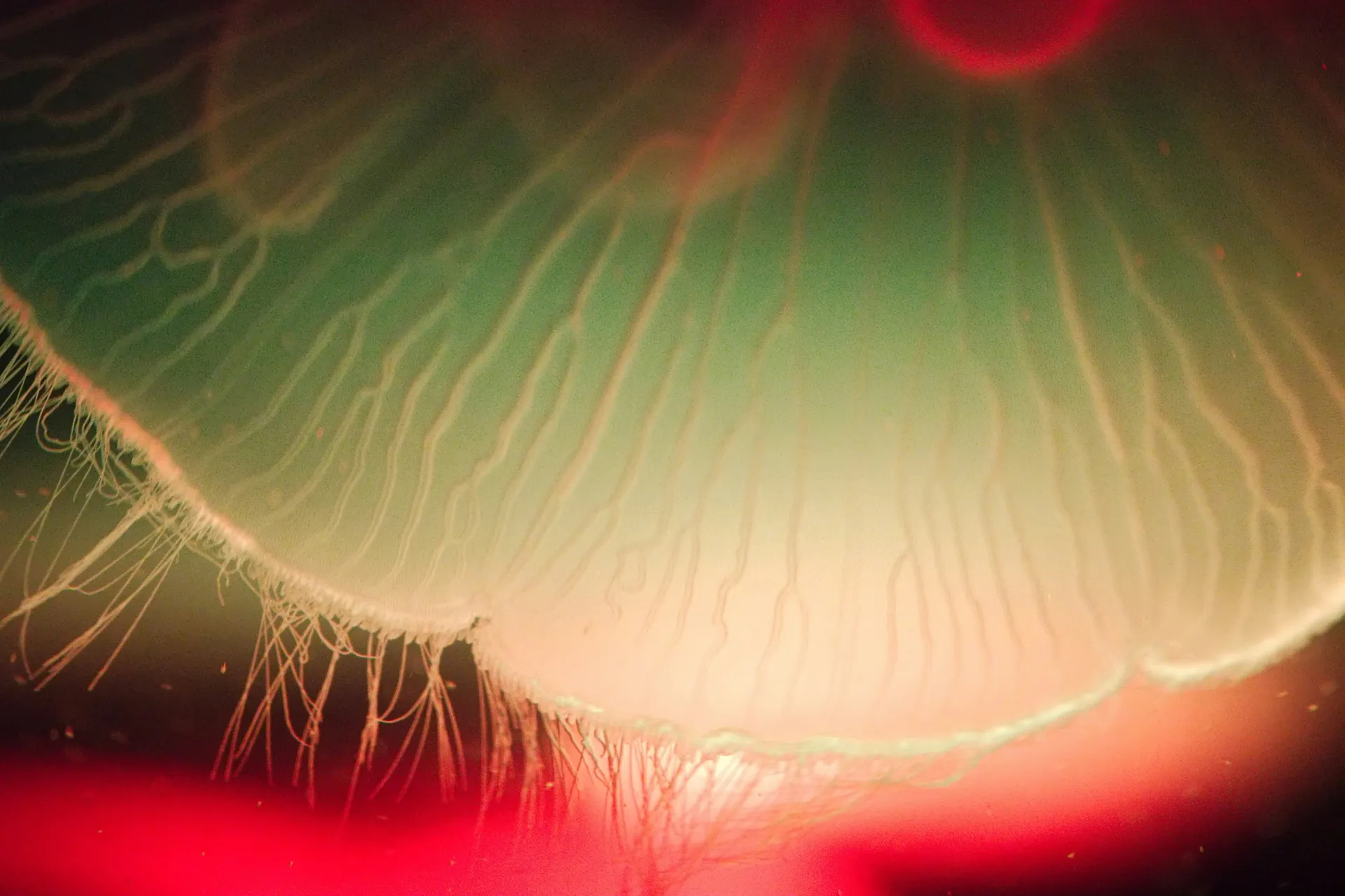 Abstract image of a poisonous mushroom