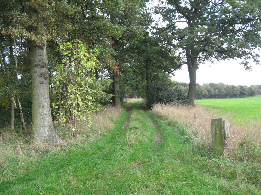 Roundabout Wood 1 - Little Aston, Staffordshire