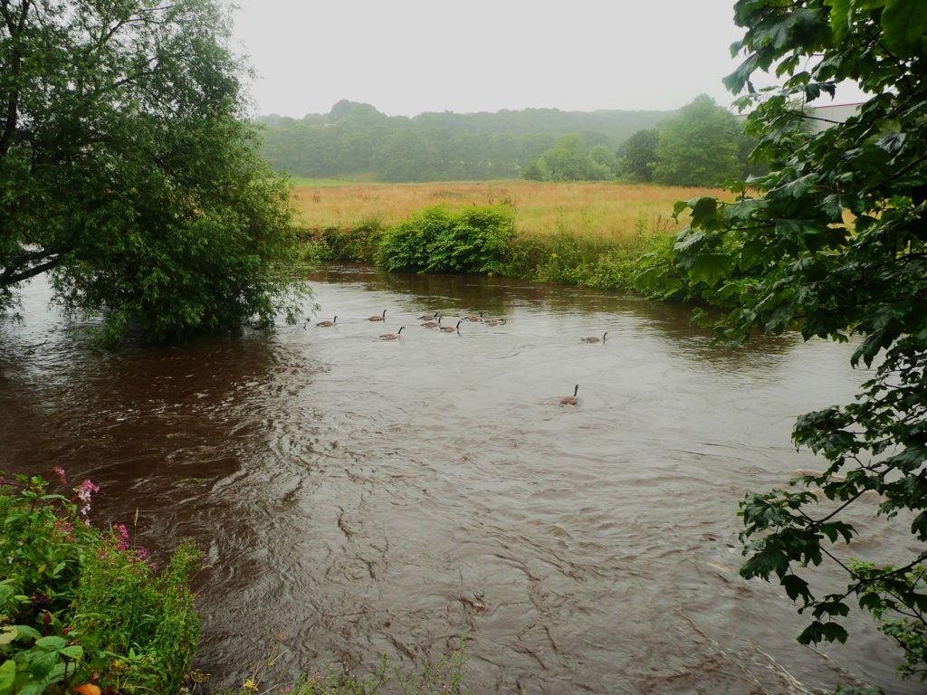 Canada geese enjoying a ride on the river, Brighouse