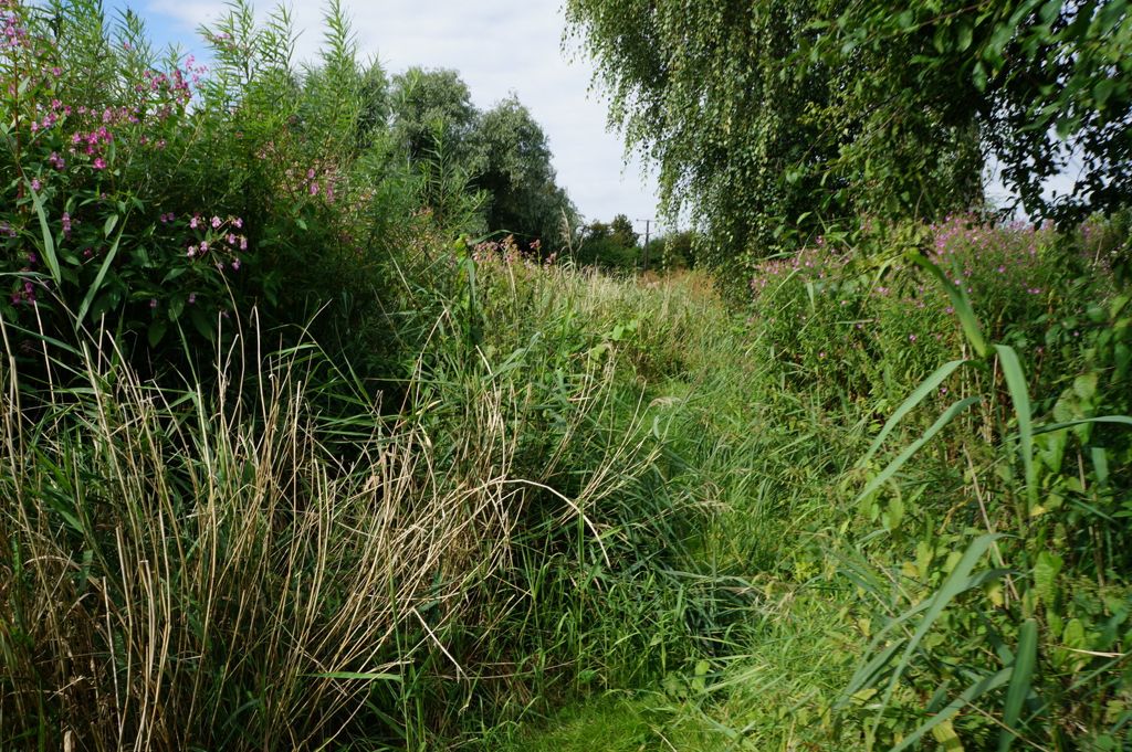 Path at Willow Garth Nature Reserve, Knottingley