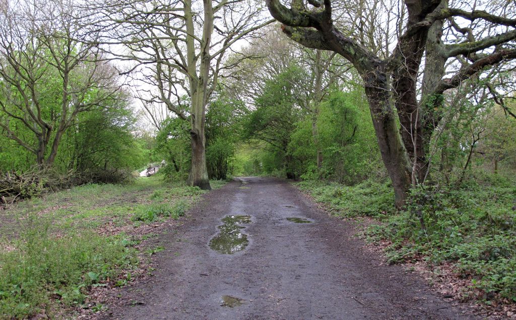 Path along forest boundary