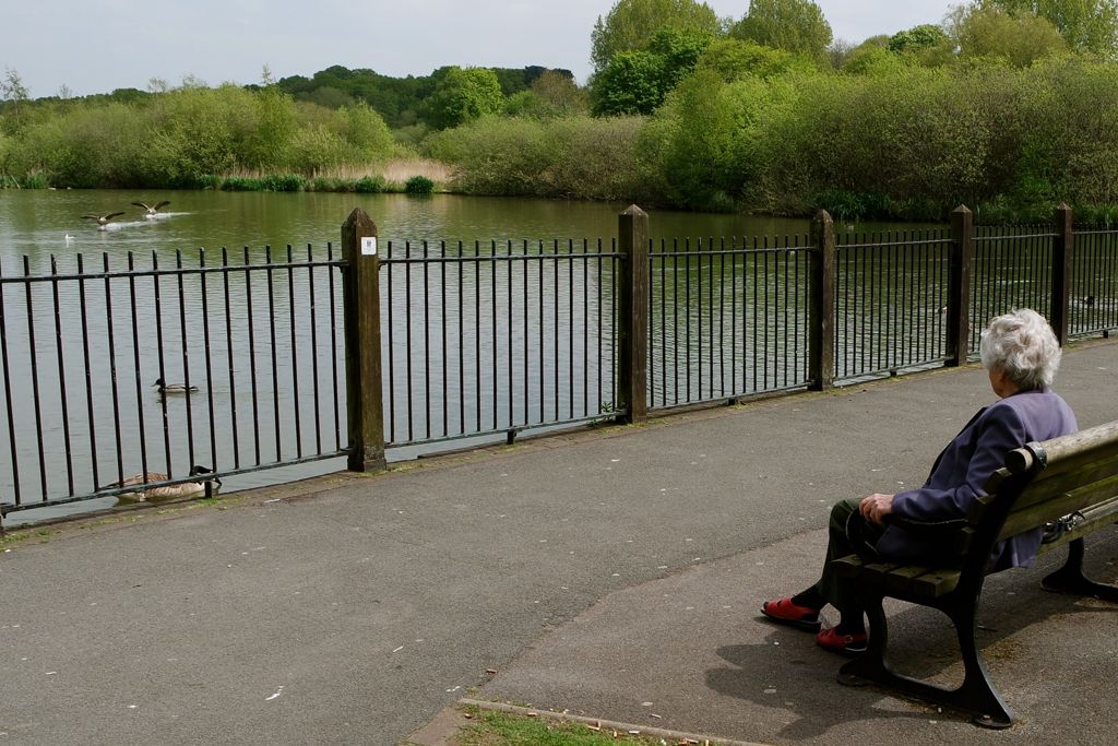 Observing geese landing, The Moor, Knutsford