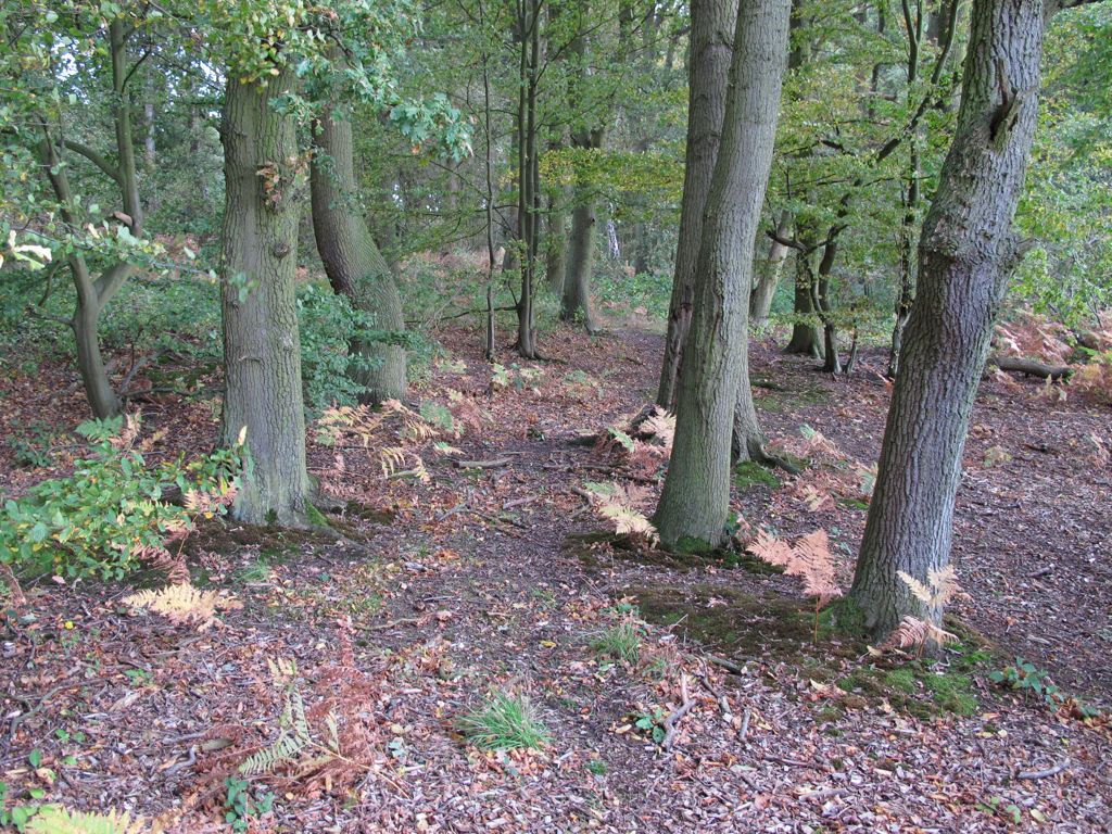 Galleywood Common