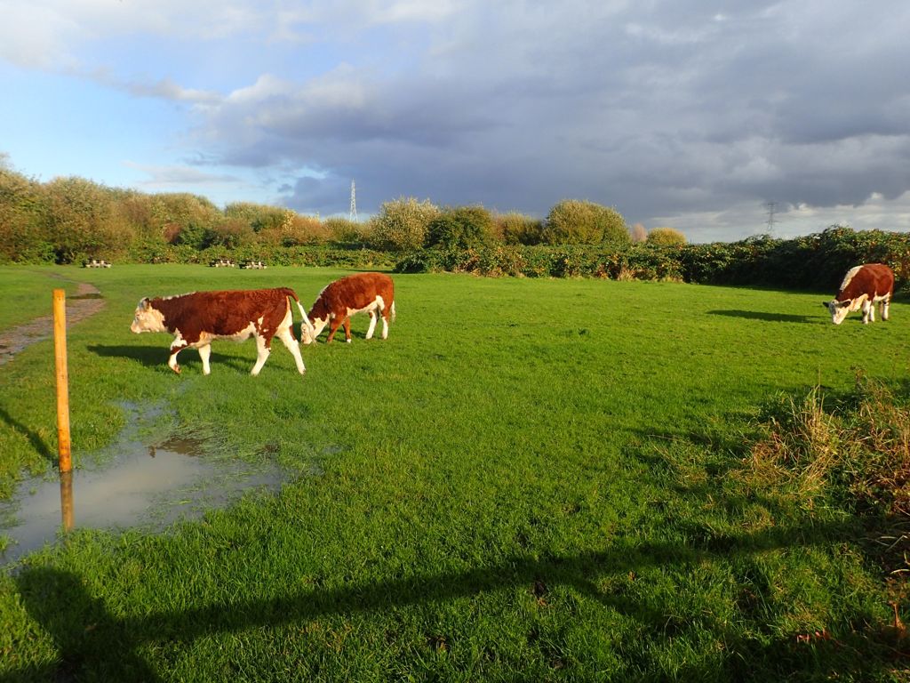 Cattle grazing on Walthamstow Marshes