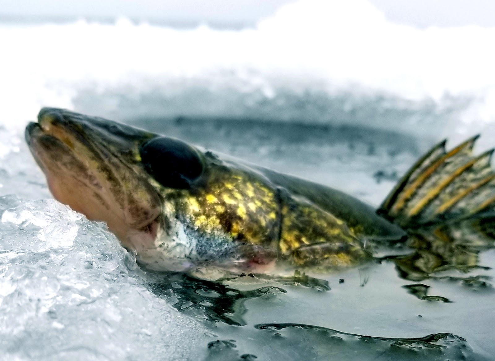 Northern Adventures Fishing Charters photo