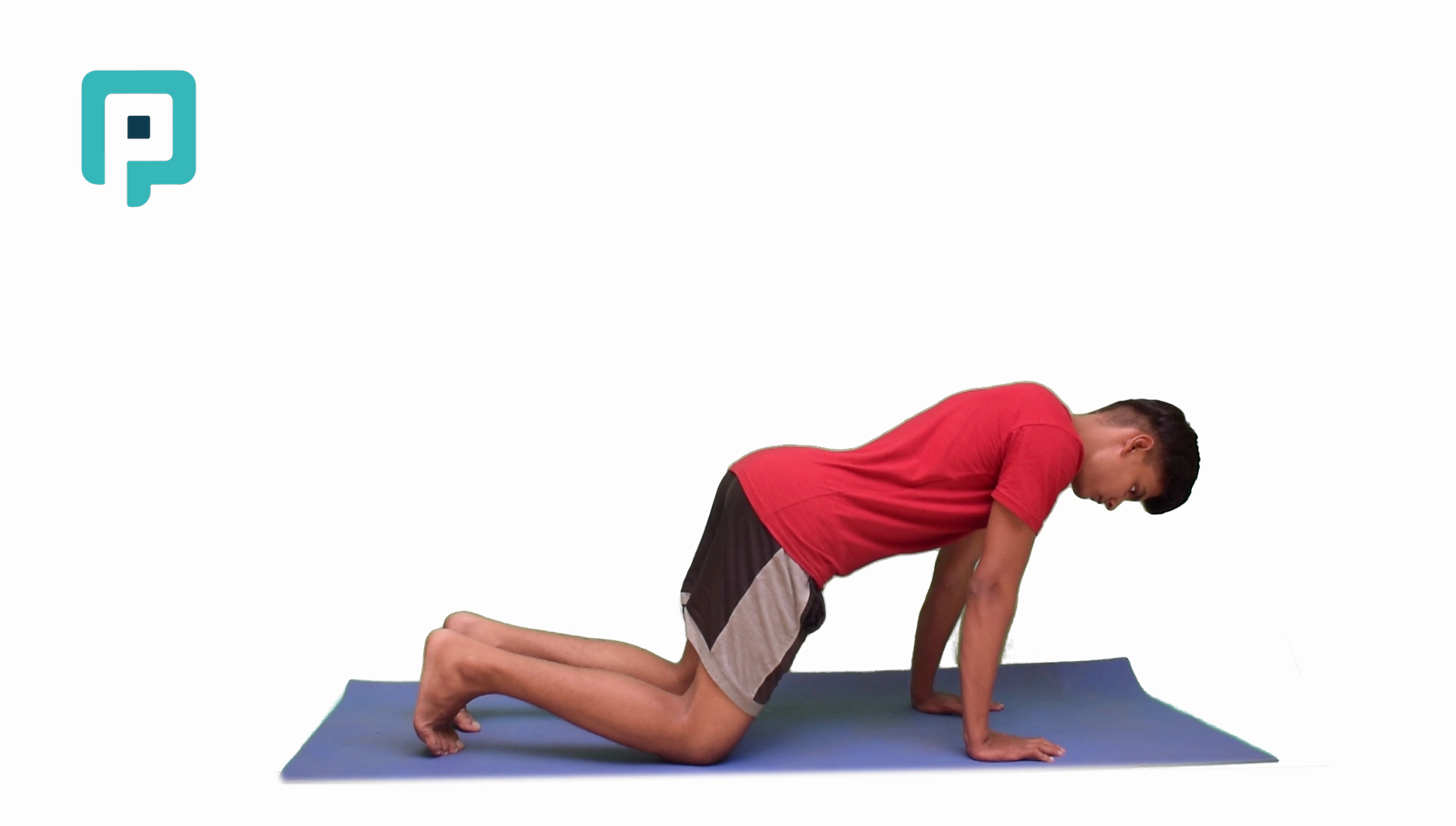 quadruped equal weight bearing - beginner Upper Body exercise