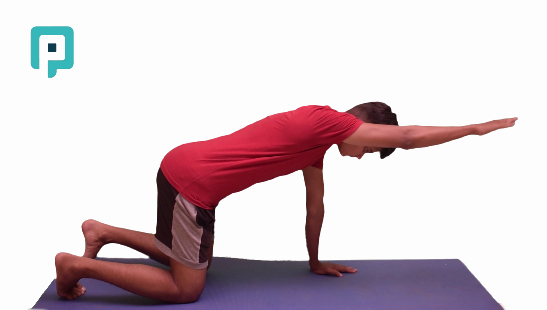 quadruped single arm raise - beginner Upper Body exercise