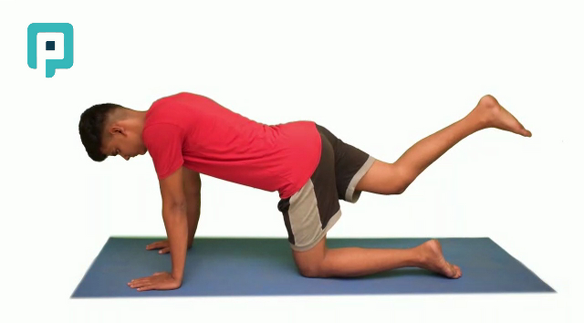 quadruped hip extension with flexed knee - beginner Trunk exercise