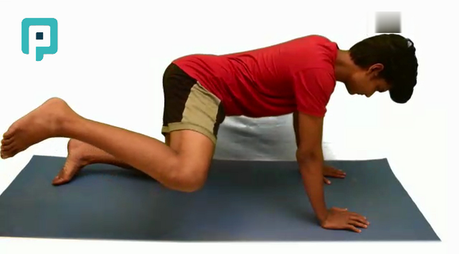 quadruped fire hydrant - beginner Trunk exercise