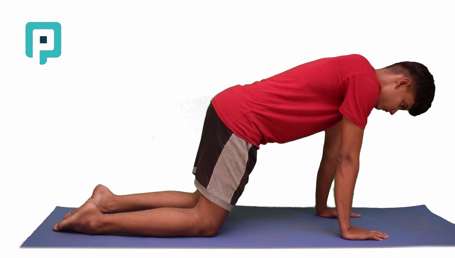 quadruped scapular push - beginner Trunk exercise