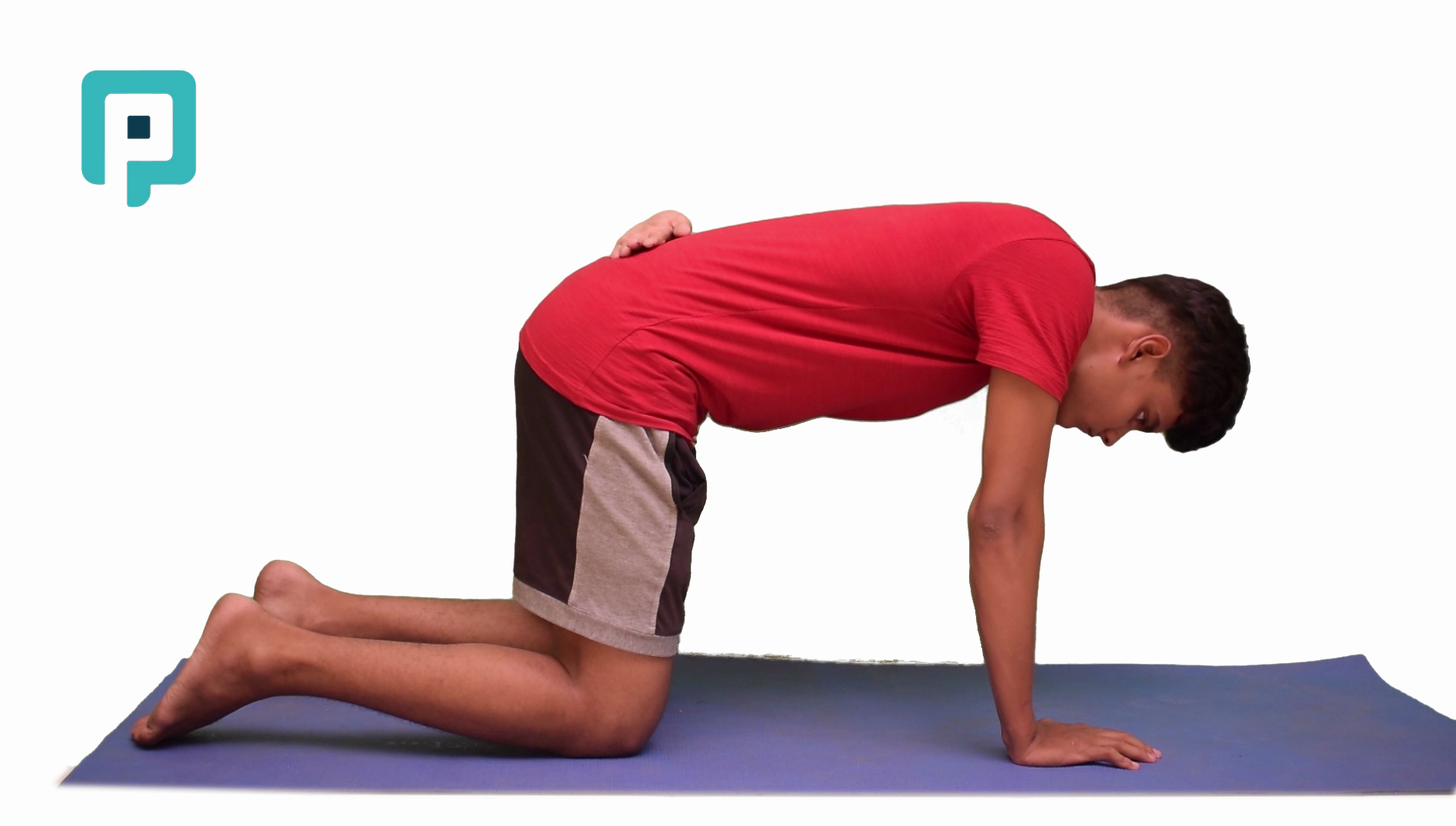 quadruped single arm scapular protraction - beginner Trunk exercise