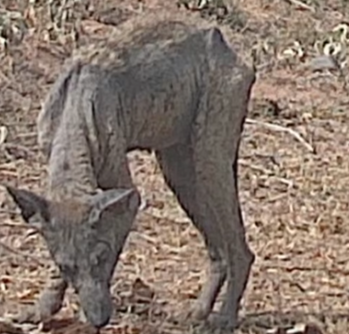 Chupacabra