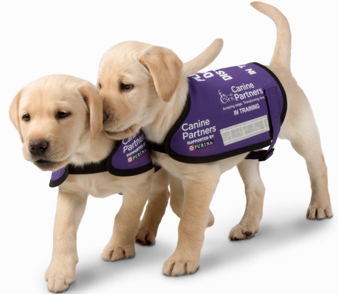 Puppies