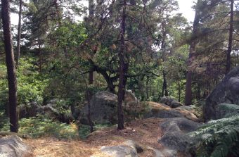 Forêt de Fontainebleau