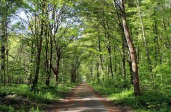 Forêt de Saint-Germain-en-Laye