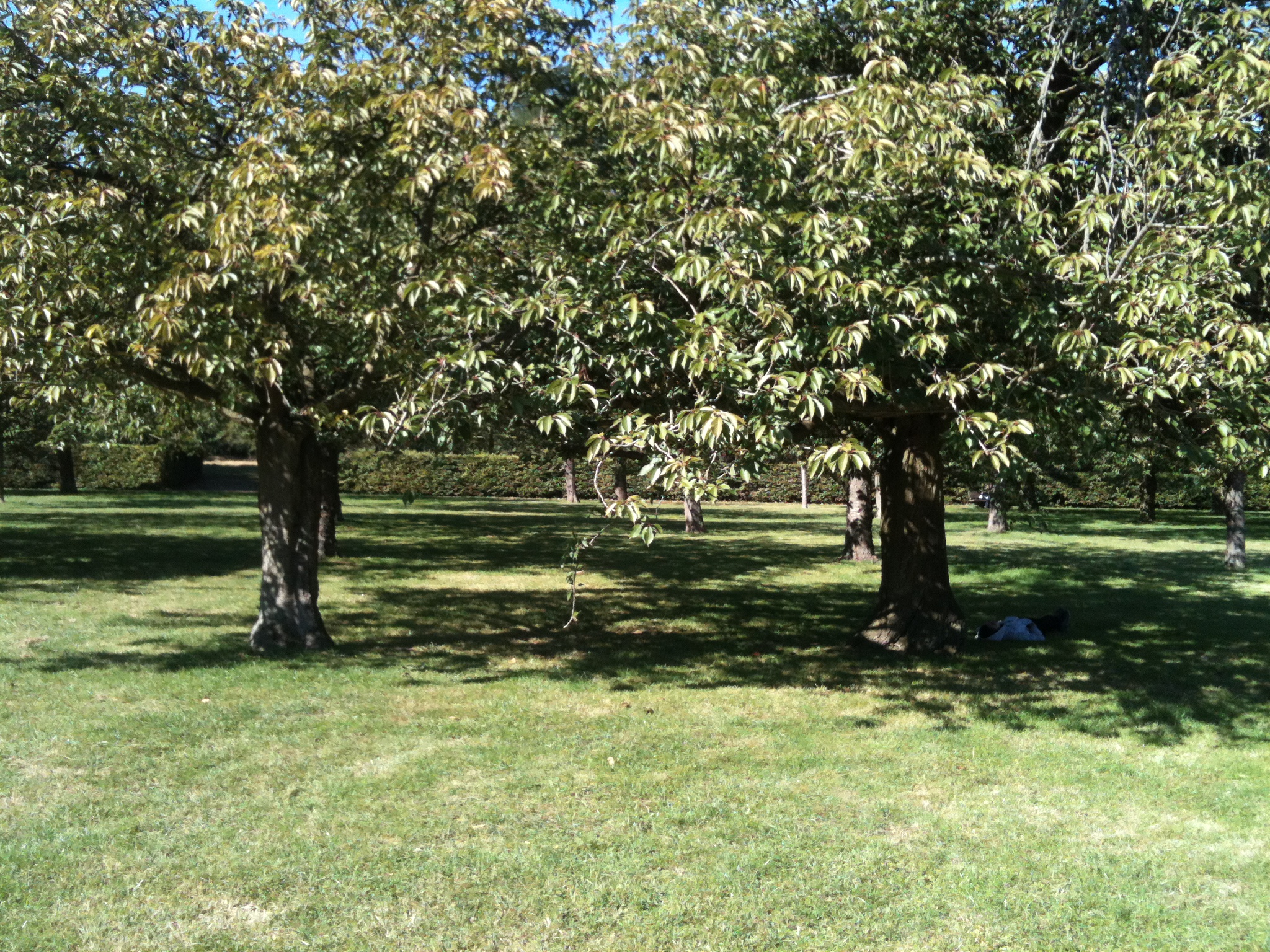 Les cerisiers du parc de Sceaux. DR