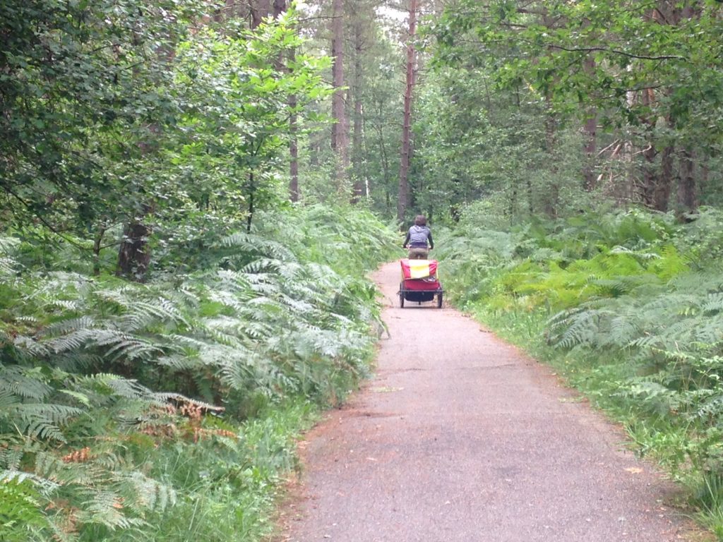 Forêt de Rambouillet / © Steve Stilmann