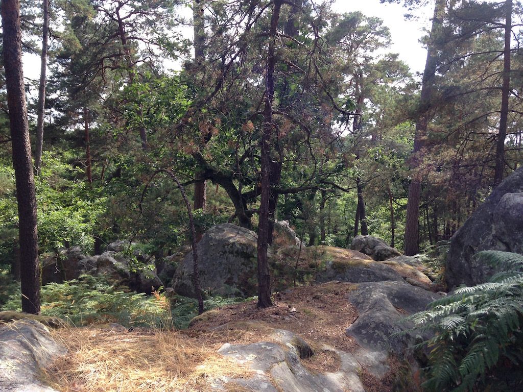 Forêt de Fontainebleau / © Steve Stillman