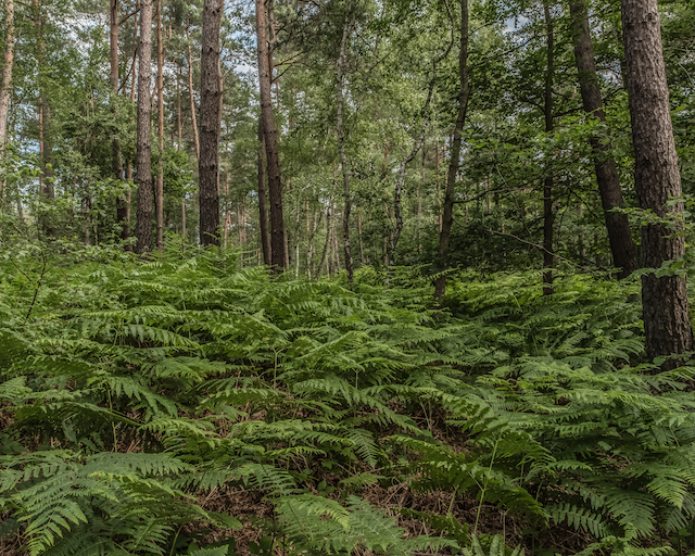 Forêt de Rambouillet