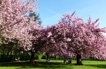 A l’ombre des cerisiers en fleurs