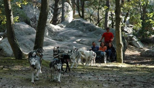 Chiens de traineau en forêt de Fontainebleau