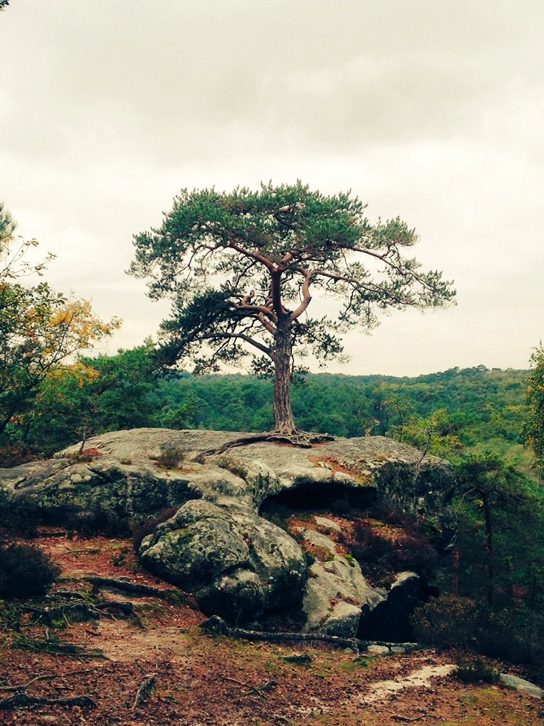 Forêt de Fontainebleau / © Steve Stillman