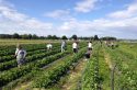 Des fermes-cueillettes pour faire ses courses en plein champ en Île-de-France