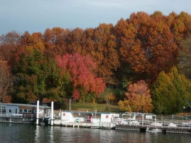 Bois de Boulogne vu de l'outre-périphérique / © Hélène Wacrenier