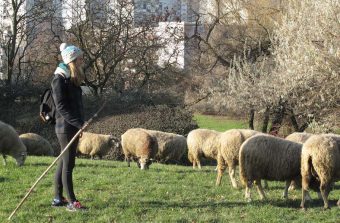 J’ai passé mon brevet de pilote de moutons dans le 93