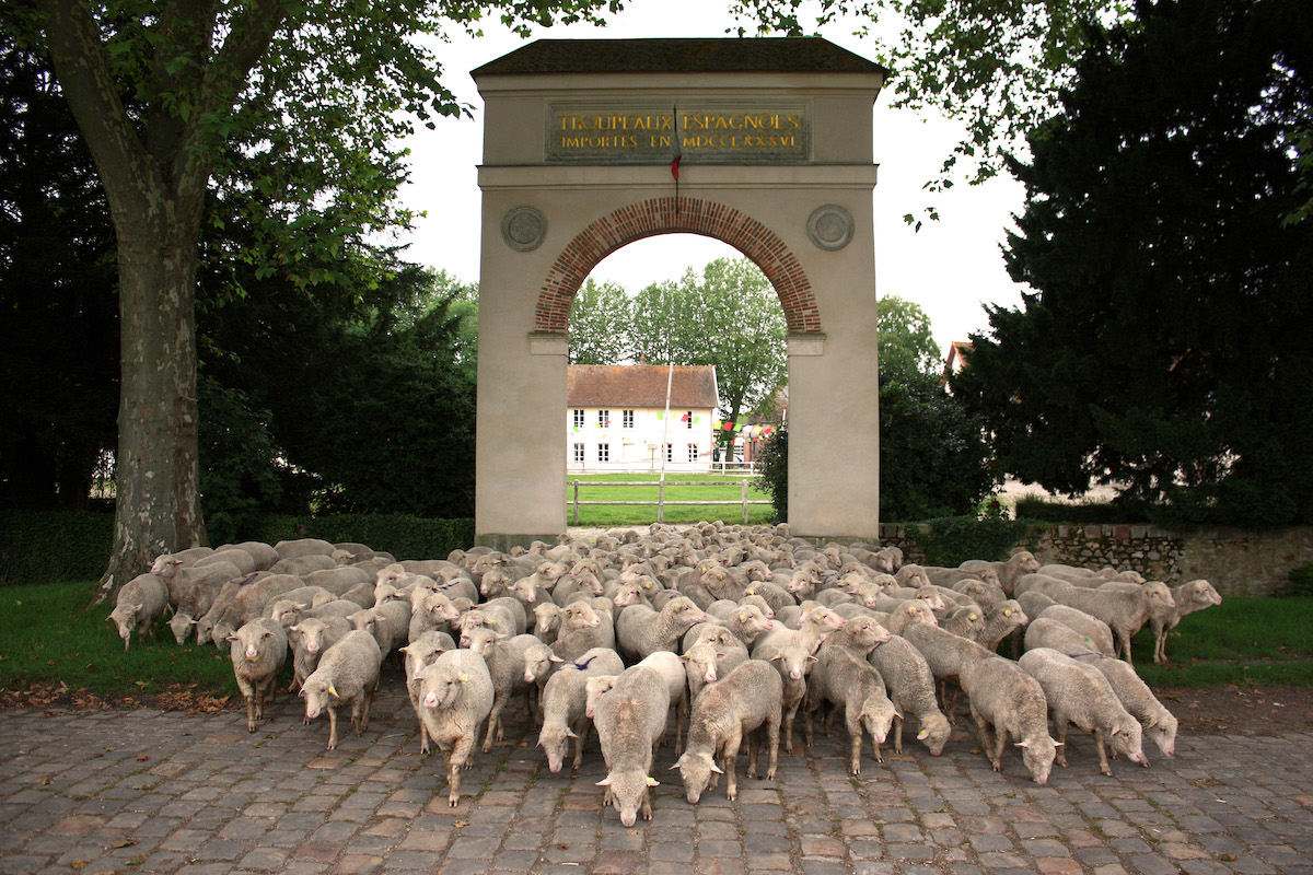 Le troupeau de Mérinos de la Bergerie nationale à Rambouillet / © Bergerie nationale
